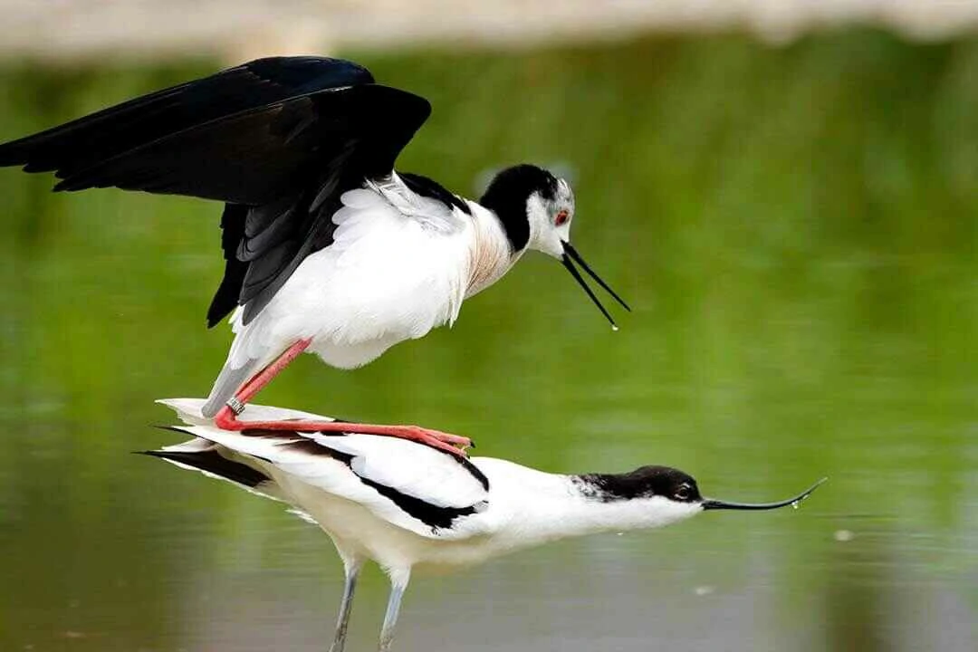 Black-winged stilt